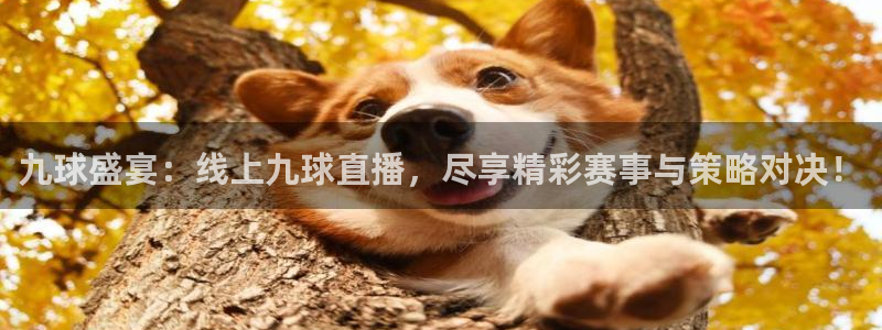 九球盛宴：线上九球直播，尽享精彩赛事与策略对决！